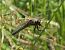 Libellula quadrimaculata © Fabio Angeli