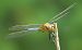 Orthetrum coerulescens  - Fabio Angeli