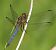 Orthetrum coerulescens  - Fabio Angeli