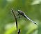 Orthetrum coerulescens © Fabio Angeli