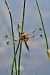 Libellula quadrimaculata © Giovanni Fontanesi