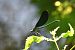 Calopteryx virgo © Giovanni Fontanesi
