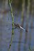 Orthetrum cancellatum © Giovanni Fontanesi