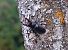 Lucanus cervus © Giovanni Fontanesi