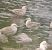 Zafferano (Larus fuscus) © Emanuele Crepet