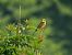 Zigolo giallo (Emberiza citrinella) © Francesco Scarton