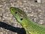 Ramarro orientale / occidentale (Lacerta viridis / bilineata) © Giorgio Leoni