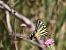 Iphiclides podalirius © Giorgio Leoni