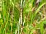 Orthetrum albistylum  - Fabio Simonazzi