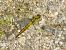 Orthetrum cancellatum  - Fabio Simonazzi