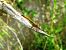 Trithemis annulata  - Fabio Simonazzi