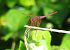 Violetter Sonnenzeiger (Trithemis annulata) © Fabio Simonazzi