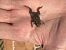 Rospo comune (Bufo bufo) © Walkerdine Susan