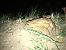 Rospo comune (Bufo bufo) Anonimo