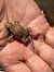 Rospo comune (Bufo bufo) © Walkerdine Susan