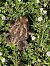 Rospo comune (Bufo bufo) © Walkerdine Susan