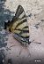 Iphiclides podalirius © Walkerdine Susan