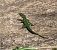 Tyrrhenian Wall Lizard (Podarcis tiliguerta) © Nicola Pilon