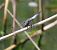Orthetrum cancellatum © Nicola Pilon