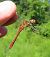 Sympetrum sanguineum © Nicola Pilon