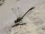 Onychogomphus forcipatus © Nicola Pilon