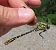 Onychogomphus forcipatus © Nicola Pilon