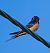 Rondine (Hirundo rustica) © Angelo Pasqua