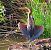 Airone rosso (Ardea purpurea) © Angelo Pasqua