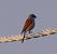 Pie-grièche écorcheur (Lanius collurio) © Angelo Pasqua