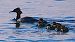 Smergo maggiore (Mergus merganser) © Angelo Pasqua