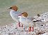 Smergo maggiore (Mergus merganser) © Angelo Pasqua