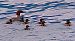 Smergo maggiore (Mergus merganser) © Angelo Pasqua