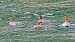 Smergo maggiore (Mergus merganser) © Angelo Pasqua