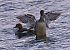 Smergo maggiore (Mergus merganser) © Angelo Pasqua