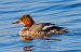 Smergo maggiore (Mergus merganser) © Angelo Pasqua