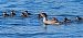 Harle bièvre (Mergus merganser) © Angelo Pasqua