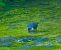 Merlo acquaiolo (Cinclus cinclus) © Angelo Pasqua