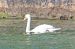Cigno reale (Cygnus olor) © Angelo Pasqua