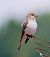 Pigliamosche (Muscicapa striata) © Angelo Pasqua