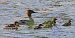 Smergo maggiore (Mergus merganser) © Angelo Pasqua