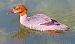 Smergo maggiore (Mergus merganser) © Angelo Pasqua