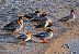 Smergo maggiore (Mergus merganser) © Angelo Pasqua