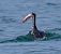 Cormorano (Phalacrocorax carbo) © Angelo Pasqua
