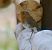 Pettirosso (Erithacus rubecula) © Angelo Pasqua
