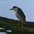 Nitticora (Nycticorax nycticorax) © Angelo Pasqua