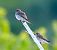 Pigliamosche (Muscicapa striata) © Angelo Pasqua