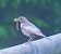Merlo dal collare (Turdus torquatus) © Angelo Pasqua