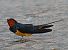 Rondine (Hirundo rustica) © Angelo Pasqua