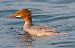 Smergo maggiore (Mergus merganser) © Angelo Pasqua