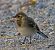 Ballerina bianca (Motacilla alba) © Angelo Pasqua